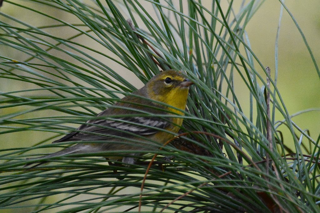 Warbler, Pine, 2015-01252608 Six Mile Slough Preserve, FL.JPG - Pine Warbler. Six Miles Slough Preserve, FL, 1--25-2015